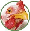 pienso ecológico para pollos