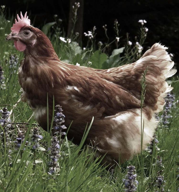 Organic feed for hens