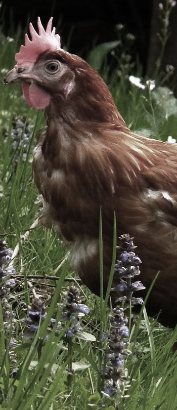 Organic feed for hens