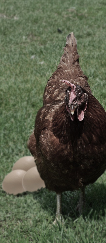 pienso ecologico para gallinas ponedoras