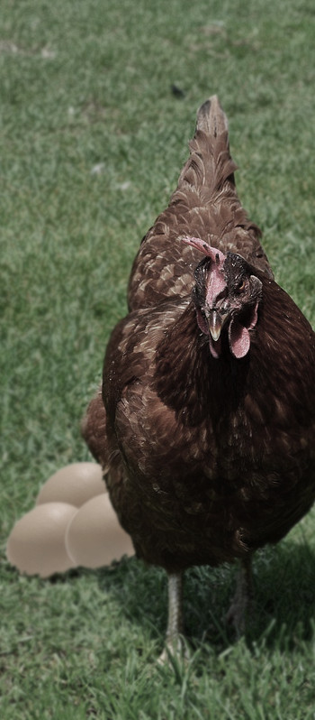 pinso ecològic per a gallines ponedoras