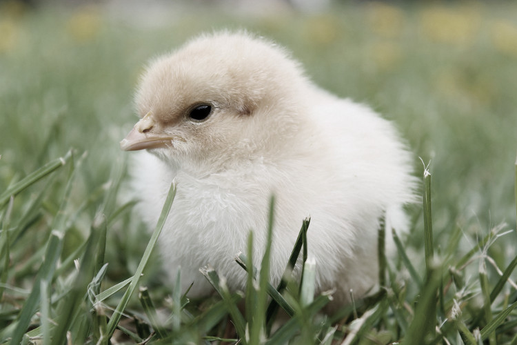 Organic feed for chickens