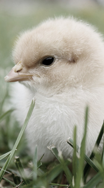 Organic feed for chickens