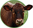 Organic feed for calves