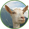 organic feed for goats