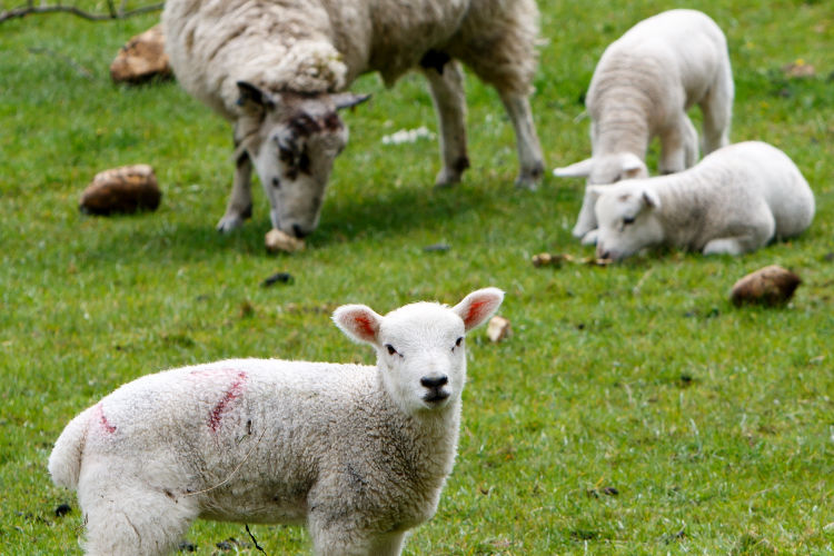 Organic Feed for Sheep