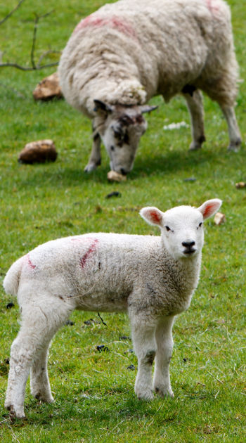 Organic Feed for Sheep