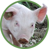 Organic feed for pigs and piglets