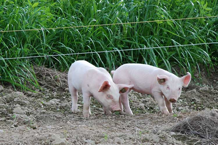 Organic feed for pigs and piglets