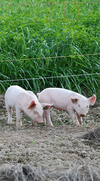 Organic feed for pigs and piglets