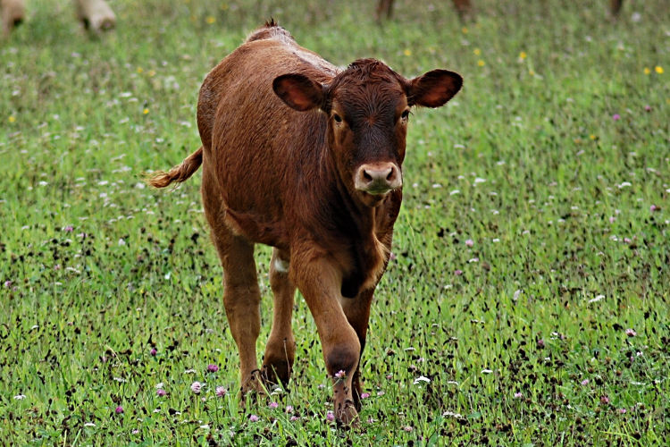 Organic feed for calves