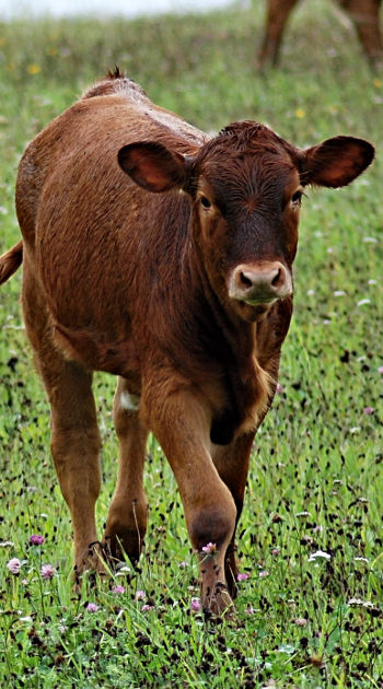 Organic feed for calves