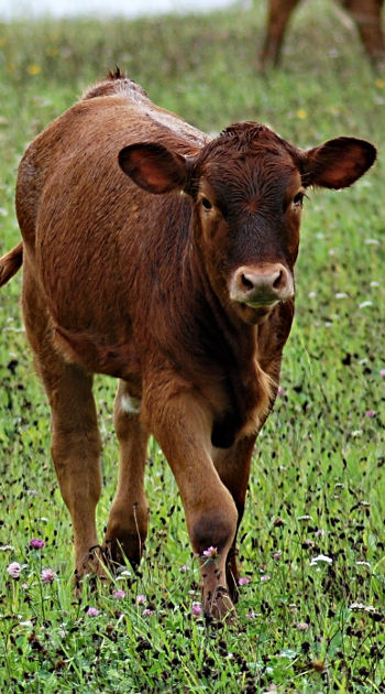 pienso ecológico para terneros