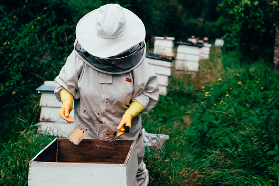 alimento para abejas