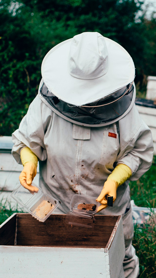 alimento para abejas