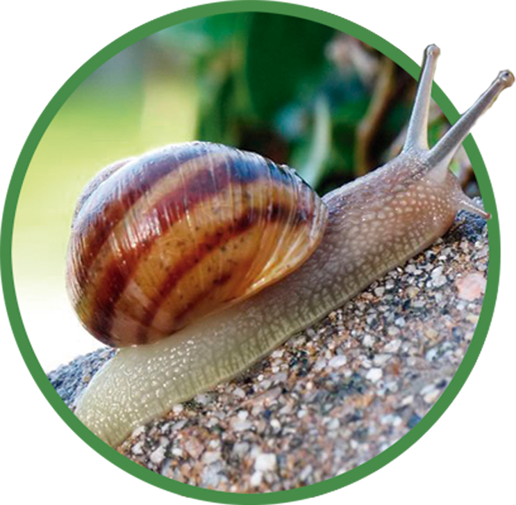 organic feed snails