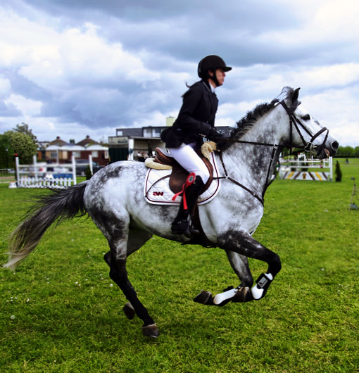 Organic feed for horses