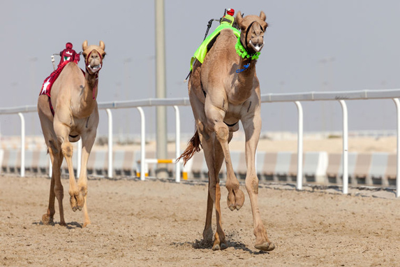 Organic feed for camels 