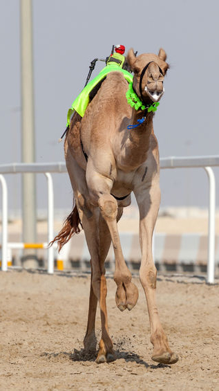 Organic feed for camels