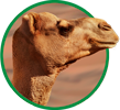 Organic feed for camels