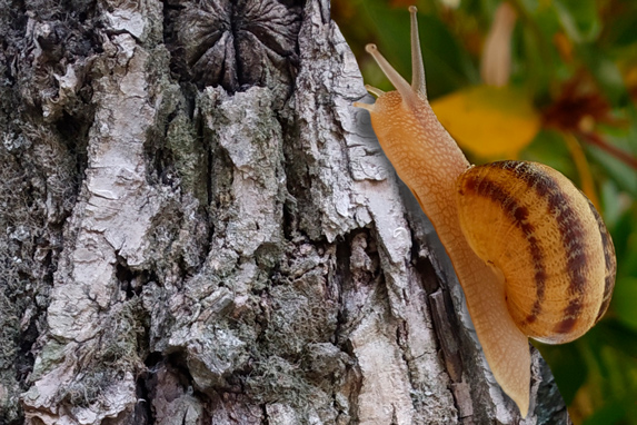 Organic Feed for Snails