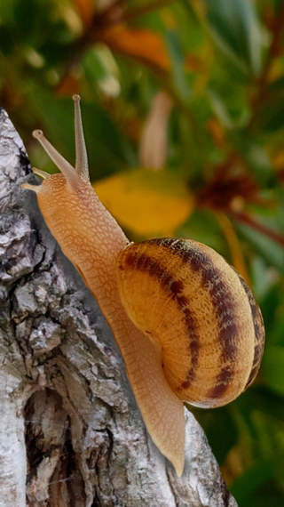 Organic Feed for Snails