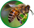 organic feed bees