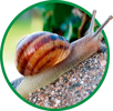 Organic feed for snails