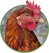 organic feed chickens