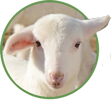 organic feed lambs